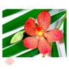 Пакет КАРТОН СРЕДНИЙ Цветок орхидеи, 24*18 см